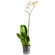 Белая орхидея Фаленопсис в горшке. Могилев
